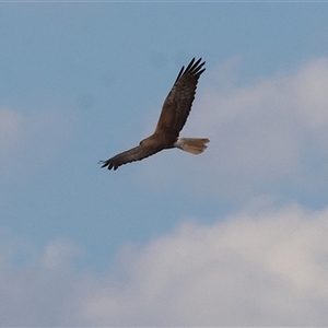 Circus approximans at Splitters Creek, NSW - 29 Nov 2024 06:39 AM