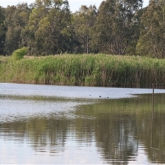 Circus approximans at Splitters Creek, NSW - 29 Nov 2024 06:39 AM