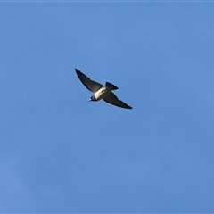 Artamus leucorynchus (White-breasted Woodswallow) at Splitters Creek, NSW - 28 Nov 2024 by KylieWaldon