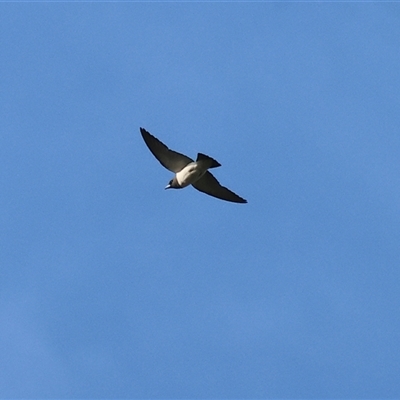 Artamus leucorynchus (White-breasted Woodswallow) at Splitters Creek, NSW - 29 Nov 2024 by KylieWaldon