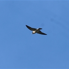 Artamus leucorynchus at Splitters Creek, NSW - 29 Nov 2024