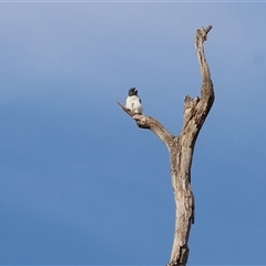 Artamus leucorynchus at Splitters Creek, NSW - 29 Nov 2024 06:50 AM