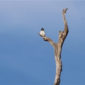 Artamus leucorynchus at Splitters Creek, NSW - 29 Nov 2024 06:50 AM