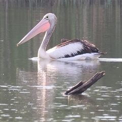 Pelecanus conspicillatus (Australian Pelican) at Splitters Creek, NSW - 29 Nov 2024 by KylieWaldon