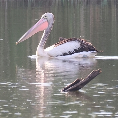 Pelecanus conspicillatus (Australian Pelican) at Splitters Creek, NSW - 29 Nov 2024 by KylieWaldon