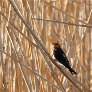 Hirundo neoxena at Splitters Creek, NSW - 29 Nov 2024 06:31 AM