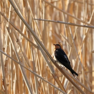 Hirundo neoxena (Welcome Swallow) at Splitters Creek, NSW - 28 Nov 2024 by KylieWaldon