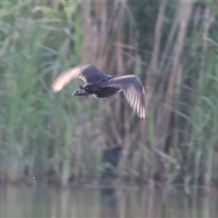 Fulica atra (Eurasian Coot) at Splitters Creek, NSW - 29 Nov 2024 by KylieWaldon