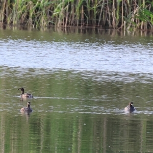 Tachybaptus novaehollandiae (Australasian Grebe) at Splitters Creek, NSW by KylieWaldon