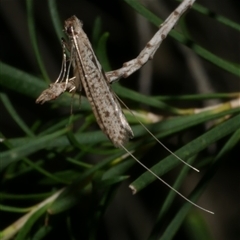 Ceromitia iolampra (A Fairy moth) at Freshwater Creek, VIC - 18 May 2020 by WendyEM