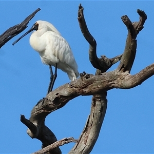 Platalea regia at Splitters Creek, NSW - 29 Nov 2024 06:39 AM