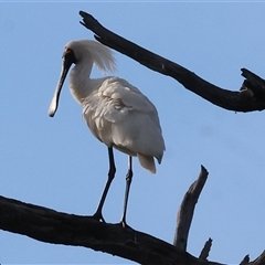 Platalea regia at Splitters Creek, NSW - 29 Nov 2024 06:39 AM