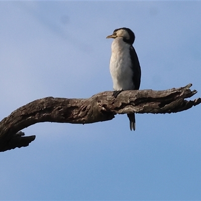 Microcarbo melanoleucos (Little Pied Cormorant) at Splitters Creek, NSW - 29 Nov 2024 by KylieWaldon