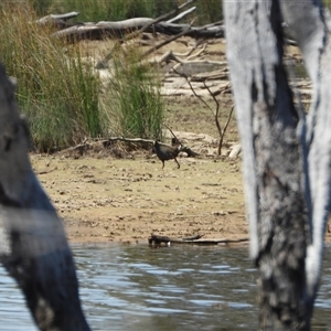 Tribonyx ventralis (Black-tailed Nativehen) at Forde, ACT by LinePerrins