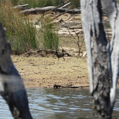 Tribonyx ventralis (Black-tailed Native-hen) at Forde, ACT - 23 Nov 2024 by LineMarie