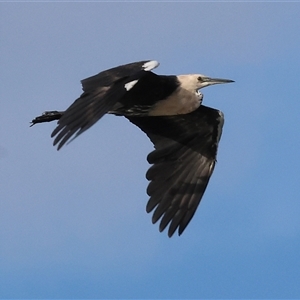 Ardea pacifica at Splitters Creek, NSW - 29 Nov 2024