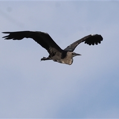 Ardea pacifica at Splitters Creek, NSW - 29 Nov 2024