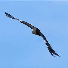 Ardea pacifica at Splitters Creek, NSW - 29 Nov 2024