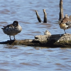 Malacorhynchus membranaceus (Pink-eared Duck) at Forde, ACT - 22 Nov 2024 by LinePerrins