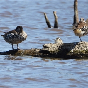 Malacorhynchus membranaceus at Forde, ACT - 23 Nov 2024