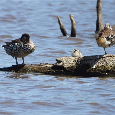 Malacorhynchus membranaceus (Pink-eared Duck) at Forde, ACT - 22 Nov 2024 by LinePerrins