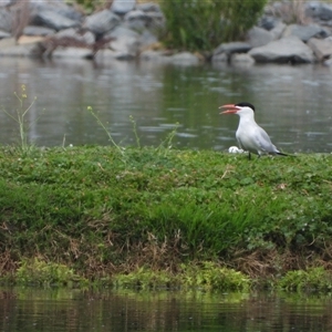 Hydroprogne caspia (Caspian Tern) at Fyshwick, ACT by LinePerrins