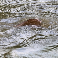 Unidentified Carp at Splitters Creek, NSW - 29 Nov 2024 by KylieWaldon