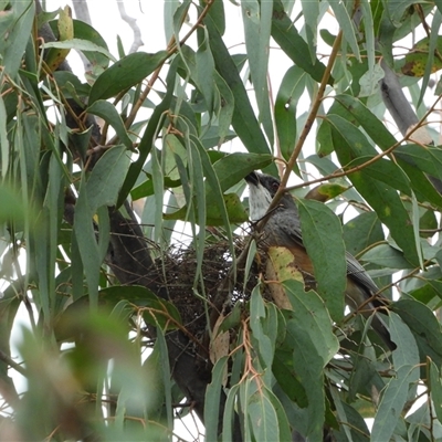 Pachycephala rufiventris (Rufous Whistler) at Kambah, ACT - 29 Nov 2024 by LineMarie