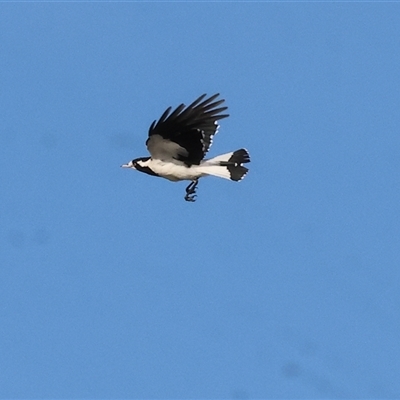 Grallina cyanoleuca (Magpie-lark) at Splitters Creek, NSW - 29 Nov 2024 by KylieWaldon