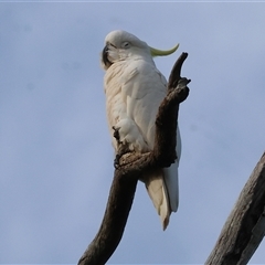 Cacatua galerita (Sulphur-crested Cockatoo) at Splitters Creek, NSW - 29 Nov 2024 by KylieWaldon