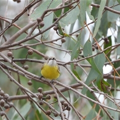 Gerygone olivacea (White-throated Gerygone) at Kambah, ACT - 29 Nov 2024 by LineMarie