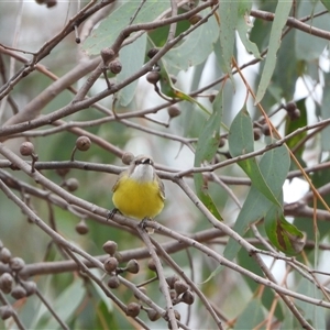 Gerygone olivacea at Kambah, ACT - 29 Nov 2024