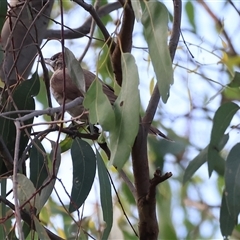 Philemon citreogularis (Little Friarbird) at Splitters Creek, NSW - 29 Nov 2024 by KylieWaldon