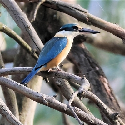 Todiramphus sanctus (Sacred Kingfisher) at Splitters Creek, NSW - 29 Nov 2024 by KylieWaldon