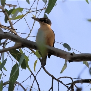 Todiramphus sanctus at Splitters Creek, NSW - 29 Nov 2024 07:46 AM