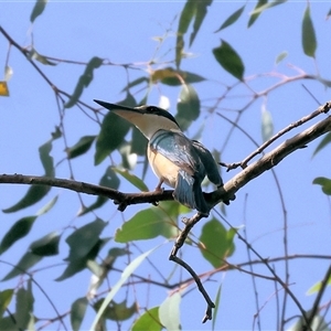 Todiramphus sanctus at Splitters Creek, NSW - 29 Nov 2024 07:46 AM