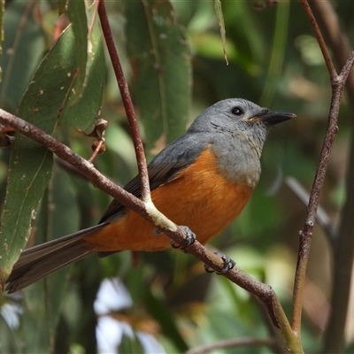 Monarcha melanopsis (Black-faced Monarch) at Kambah, ACT - 19 Apr 2024 by LineMarie