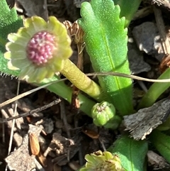 Solenogyne gunnii at Fentons Creek, VIC - 28 Nov 2024 by KL