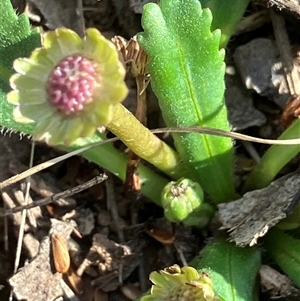 Solenogyne gunnii at Fentons Creek, VIC by KL