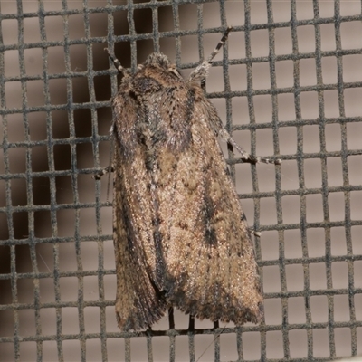 Leucania obumbrata (Lesser Armyworm) at Freshwater Creek, VIC - 18 May 2020 by WendyEM