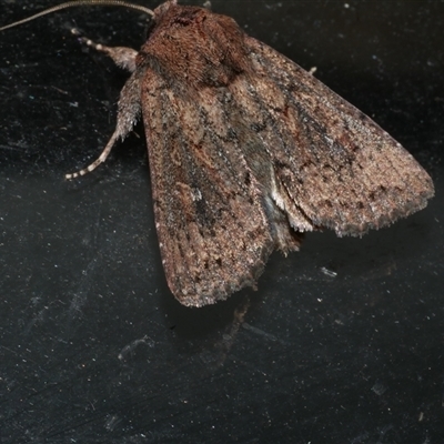 Dasygaster padockina (Tasmanian Cutworm) at Freshwater Creek, VIC - 18 May 2020 by WendyEM