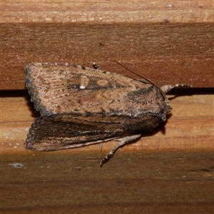 Dasygaster padockina at Freshwater Creek, VIC - 18 May 2020