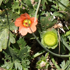 Modiola caroliniana (Red-flowered Mallow) at Mitchell, ACT - 30 Oct 2024 by ConBoekel