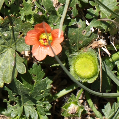 Modiola caroliniana (Red-flowered Mallow) at Mitchell, ACT - 30 Oct 2024 by ConBoekel