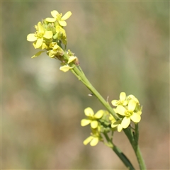 Hirschfeldia incana (Buchan Weed) at Mitchell, ACT - 30 Oct 2024 by ConBoekel