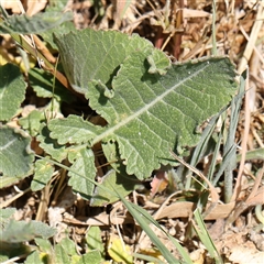 Hirschfeldia incana at Mitchell, ACT - 30 Oct 2024