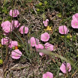 Convolvulus angustissimus subsp. angustissimus (Australian Bindweed) at Mitchell, ACT by ConBoekel