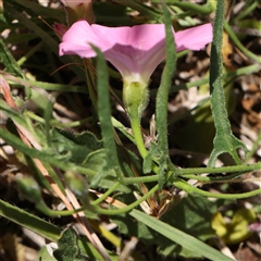 Convolvulus angustissimus subsp. angustissimus at Mitchell, ACT - 30 Oct 2024 11:48 AM