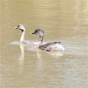 Poliocephalus poliocephalus (Hoary-headed Grebe) at Mitchell, ACT by ConBoekel