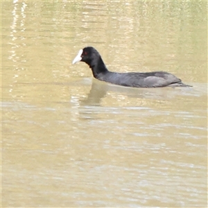 Fulica atra at Mitchell, ACT - 30 Oct 2024 11:54 AM